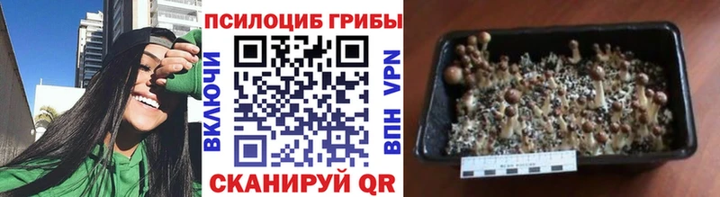 где можно купить   Урай  Псилоцибиновые грибы мухоморы 